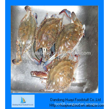 Blue swimming live crab wholesaler crab